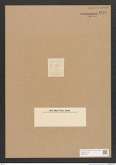 Diatomeae indet. Zeichnungen Sammlung Grunow Nr. 3773 (NHMW-BOT-W0371437)